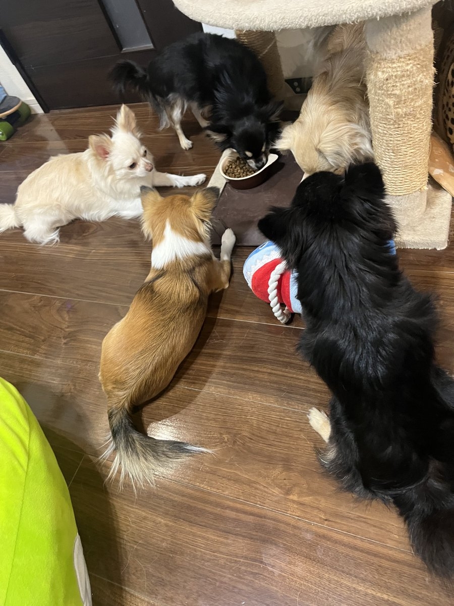 奴才：非常棒啦