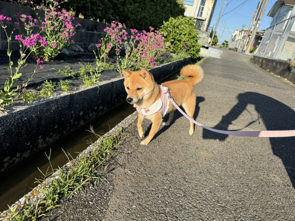 奴才：這個動作不簡單啊