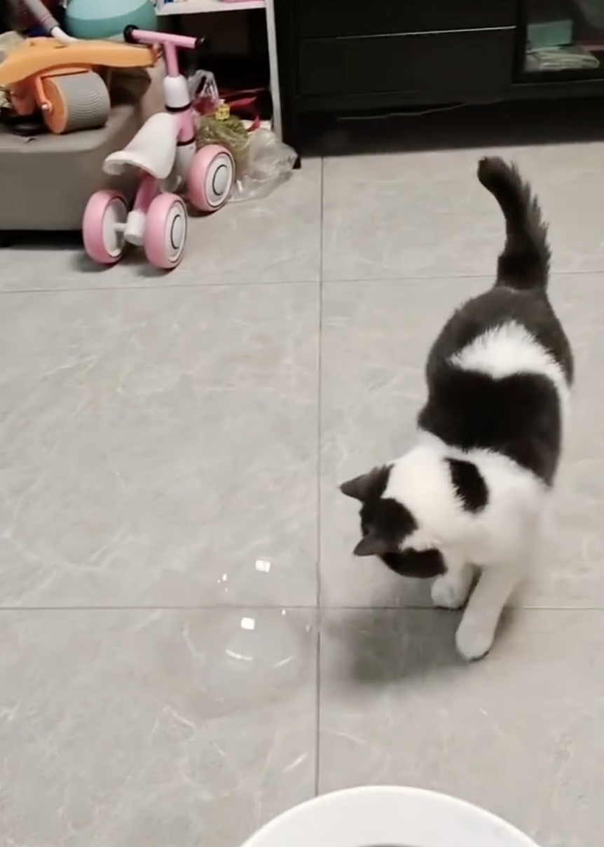 奴才:找不到了吧