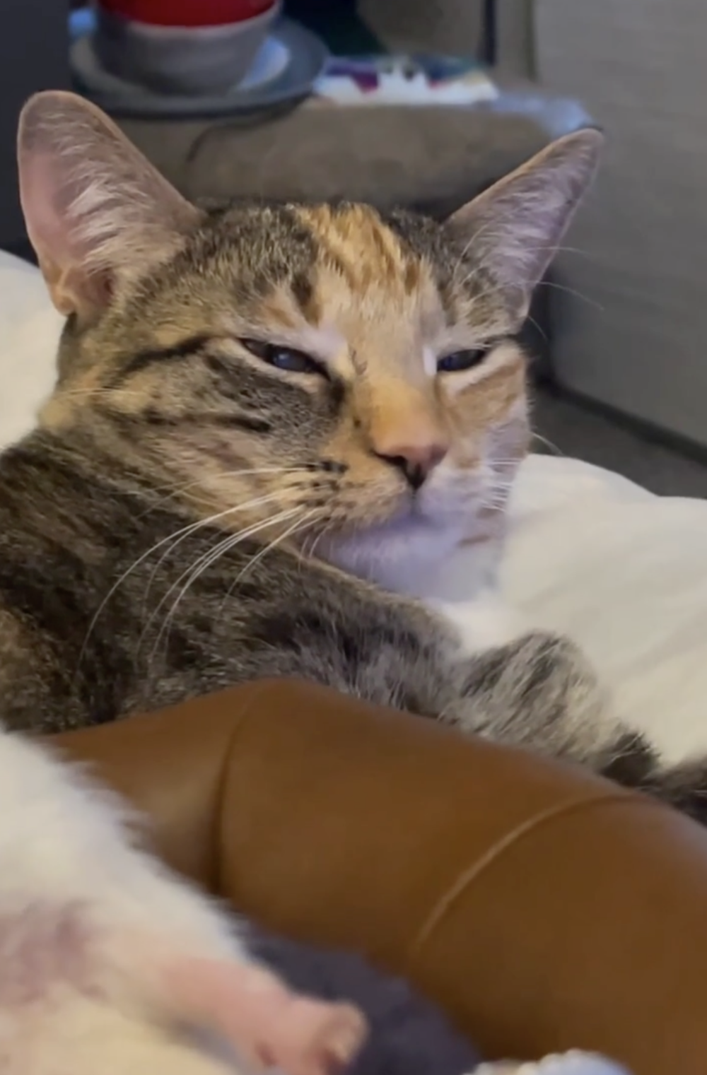 奴才：牠也不是主動攻擊你啦