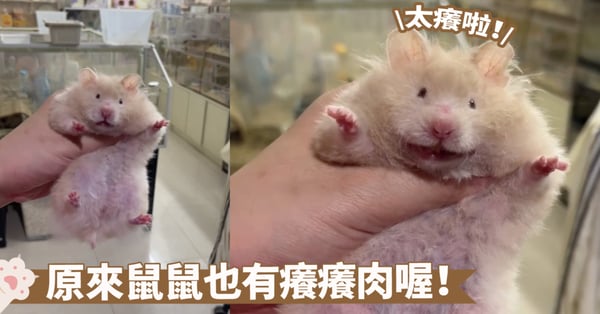 癢癢肉機關被觸發了！撓一撓鼠鼠的後背就能見到牠咧嘴大笑囉～網：冷知識，這是發情啦