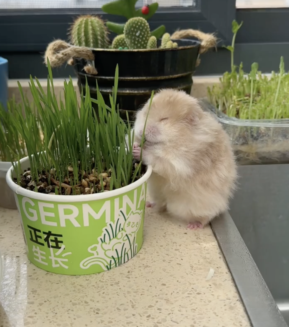 奴才：不怕貓咪打你嗎？