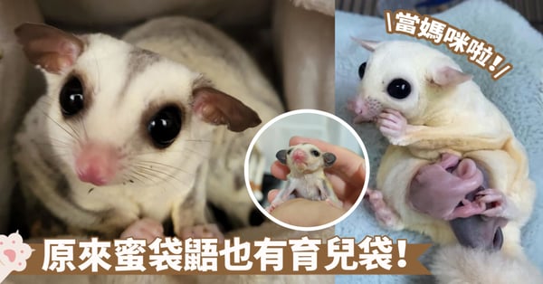 揭開大自然育兒奧秘:深入解析蜜袋鼯育兒袋的獨特結構與功能!
