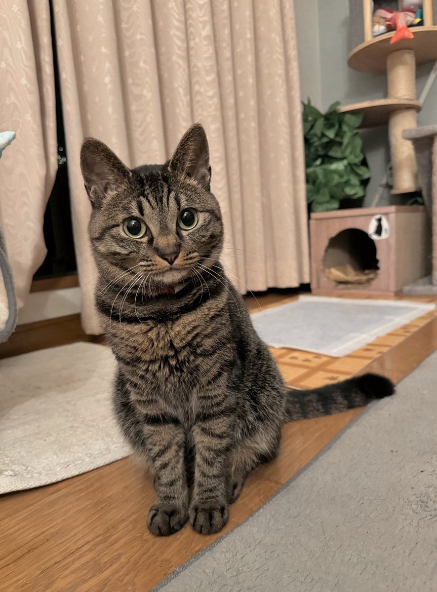 奴才：那麼高傲喔