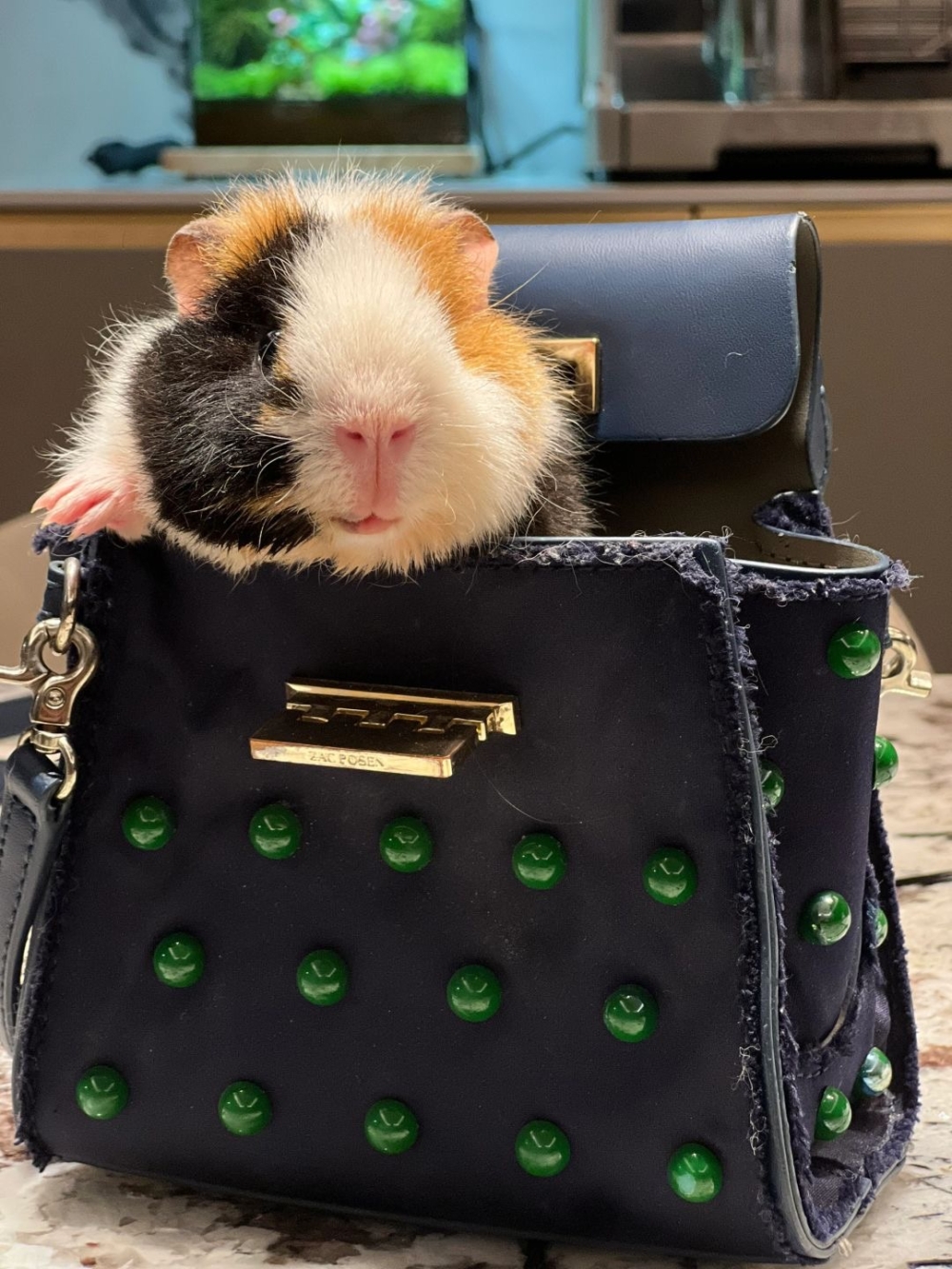 奴才：沒錯，愛護地球人人有責