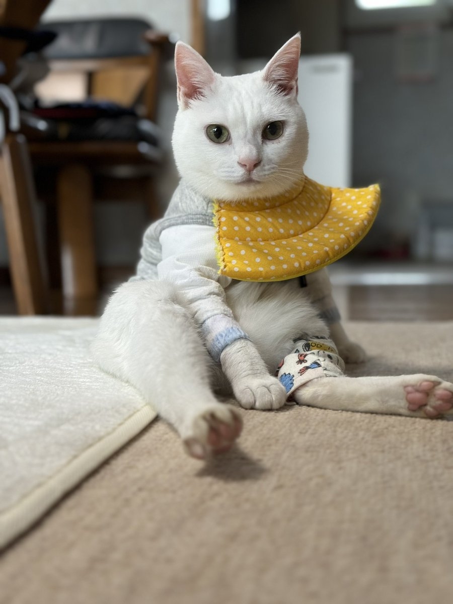 奴才：好，我反省一下