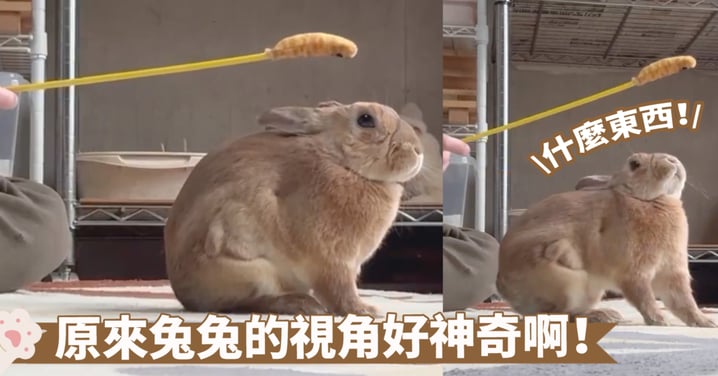 認證成功！兔兔的眼睛真的可以用360°的視線看東西欸～最後被嚇是因為觸感不對啦