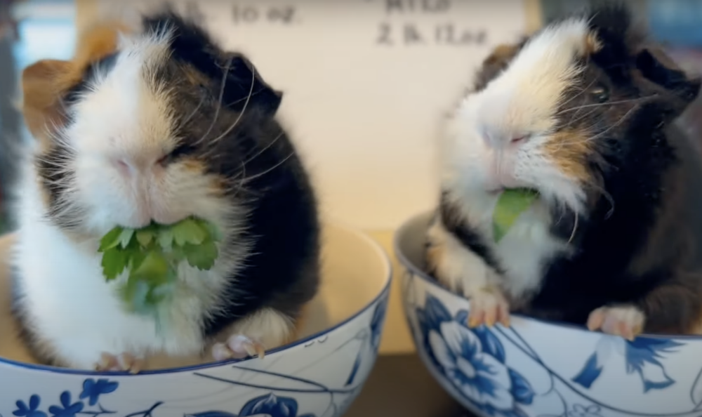 奴才：好暖心啊