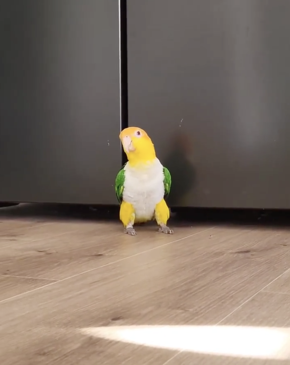 奴才：那就讓我多睡一點嘛