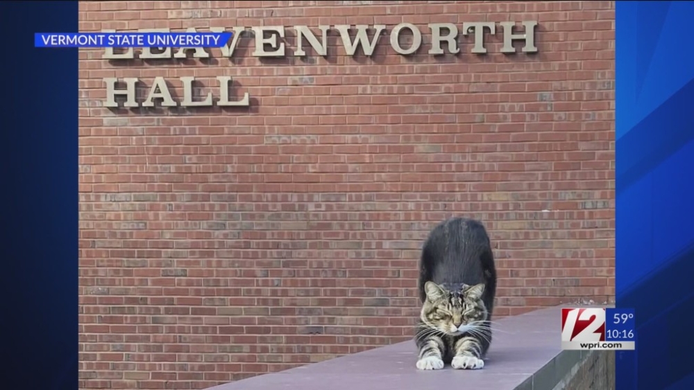 Max成為明星貓。