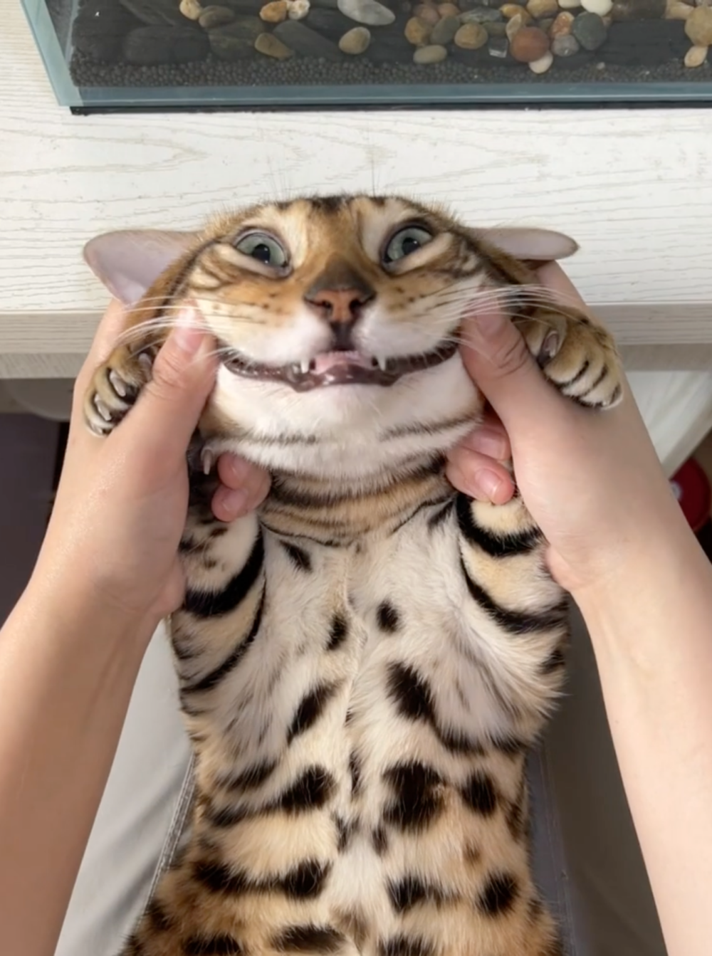 奴才：你好配合啊