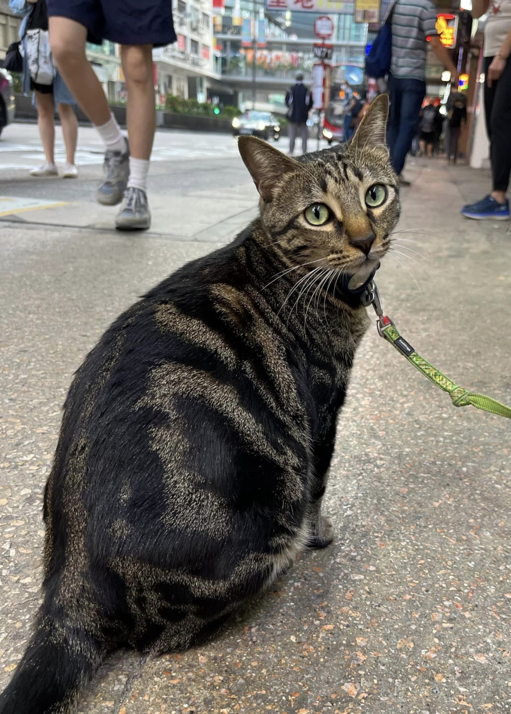 「阻生」任擼任摸。