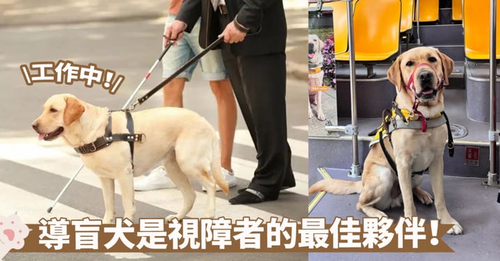 導盲犬：為視覺障礙者帶來光明的使者！牠們是社會中的無聲英雄，也是愛與服務的化身～
