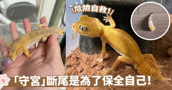 驚嘆守宮的生存絕技：斷尾求生與食尾自強，見識牠們的奇妙適應能力！