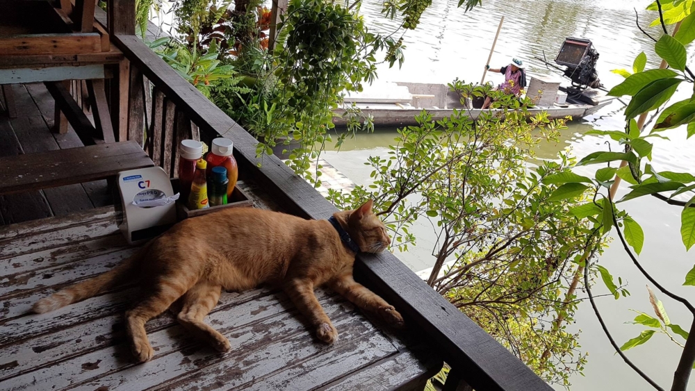 貓咪平常在店裡睡覺散步。