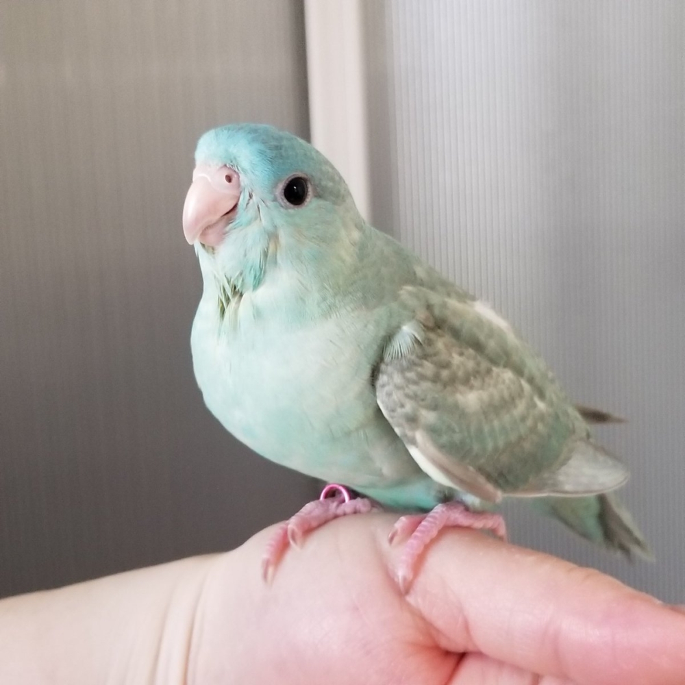 奴才：那就太好了