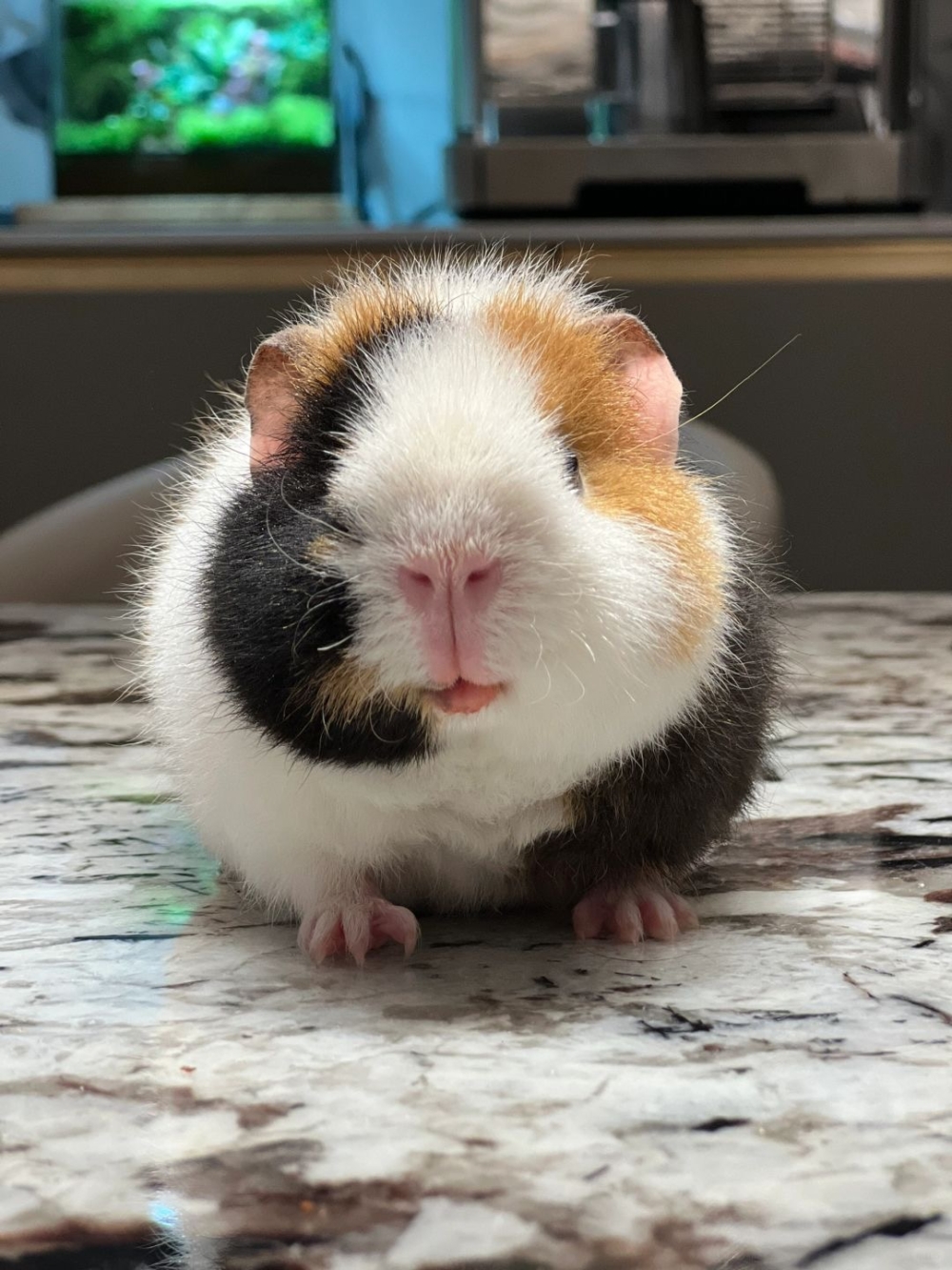 奴才：還好你不嫌棄