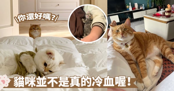 冷血vs熱情!貓咪真的沒有感情嗎?科學研究揭開貓咪的情感世界~