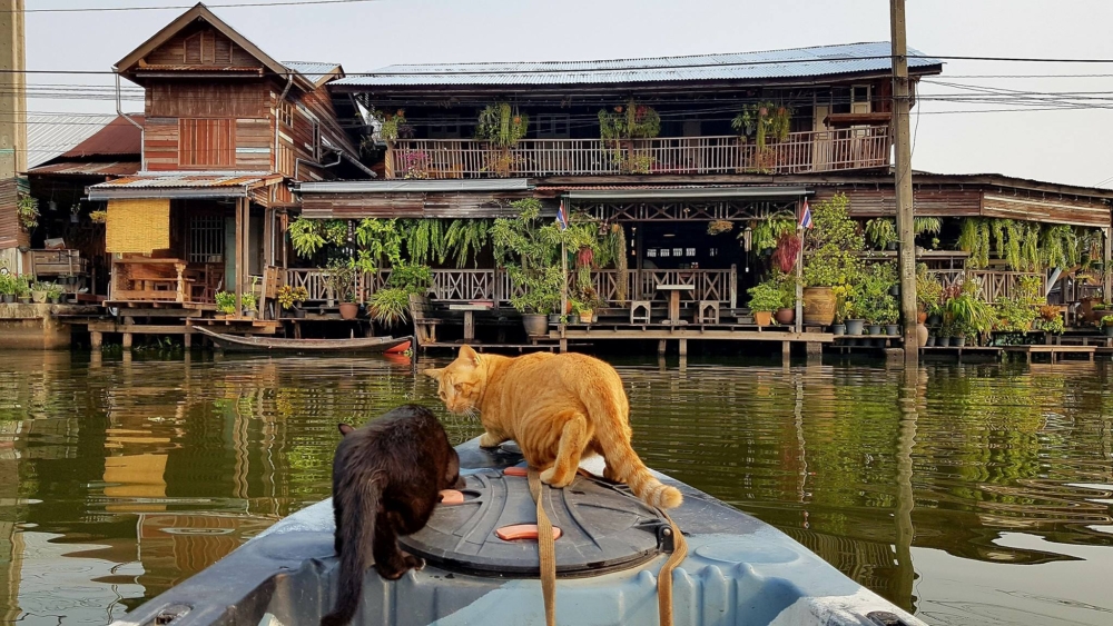 老闆會幫遊客與貓咪合照。