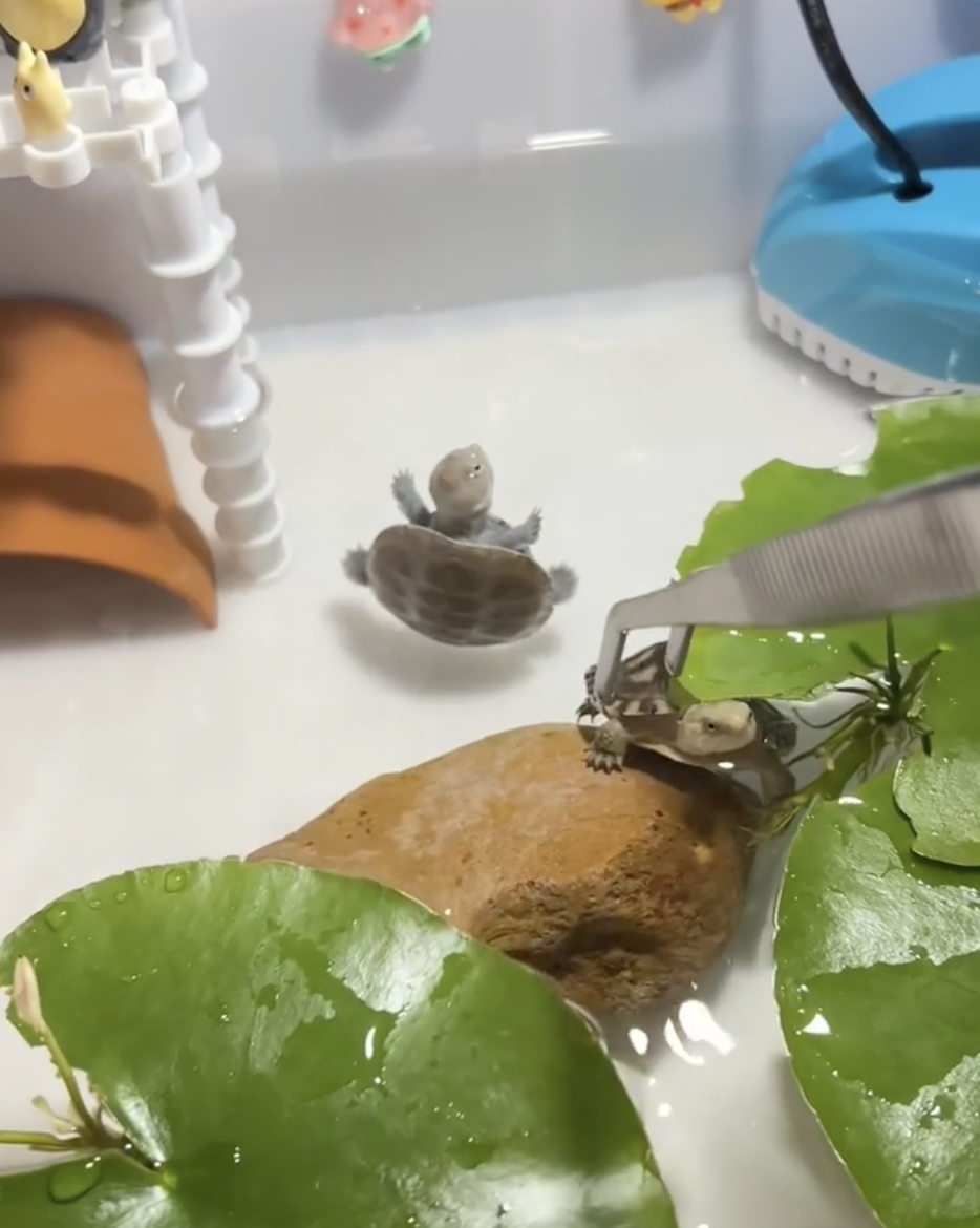 奴才：一個比一個搞笑啊