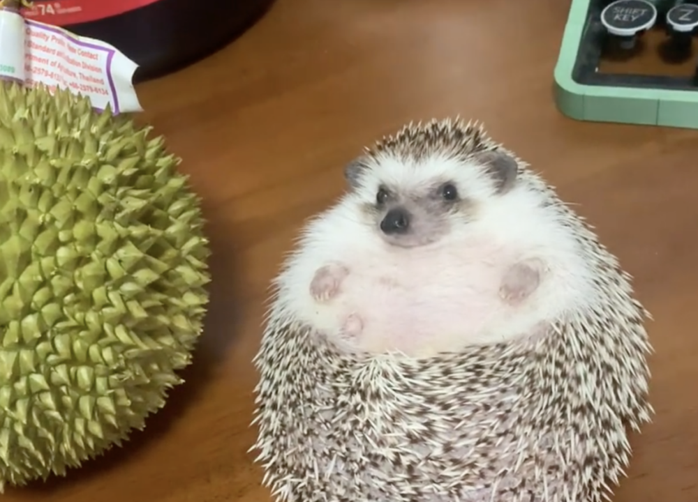 奴才：因為口袋空空啊