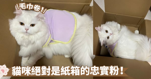 小空間更好睡喔!紙箱內的貓咪像毛巾捲一樣蜷縮這,位置正正好貼合捏~