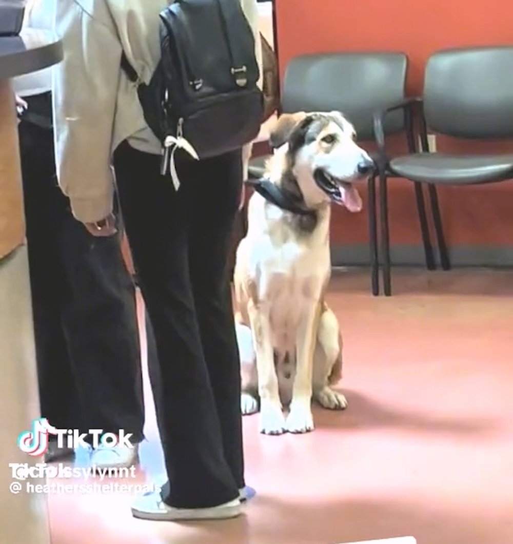 領養人竟一臉嫌棄的表示「狗狗太大隻，突然不想養了」