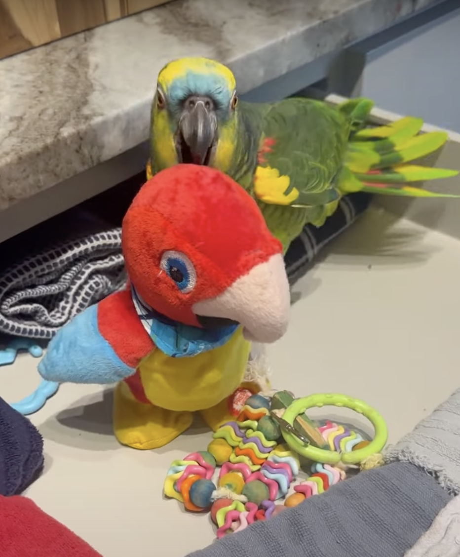 奴才：這就是你的日常啊