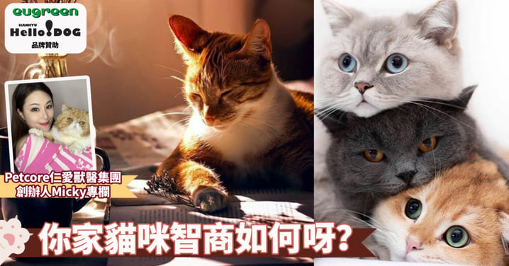 【超級食物品牌Eugreen 贊助】十大智商排名：你的貓貓上榜了嗎？揭開愛寵是天才還是蠢萌代表吧！
