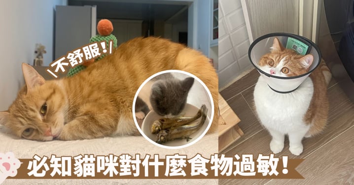 小心！這些貓咪過敏的食物可能導致不適和疾病～如何辨識、處理和預防？