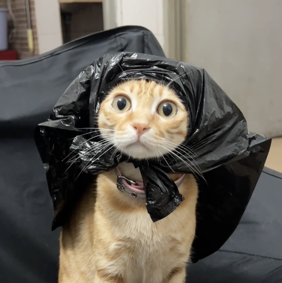 奴才：不會啦！我只是覺得黑色更好看