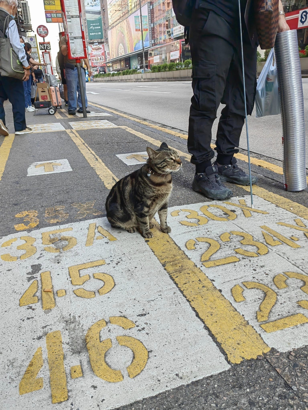 「阻生」經常陪伴乘客等巴士而聞名，更被封為排隊界KOL。