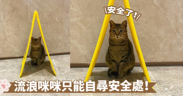 庇護所由自己發覺！狂風暴雨時貓咪也需要一些安全感囉～三角提示牌是個好東西啊