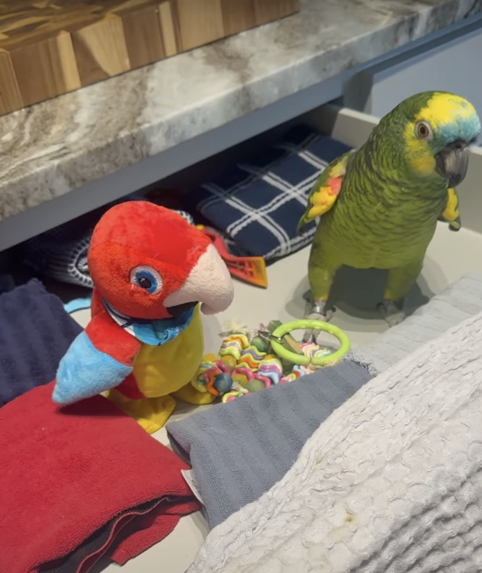 奴才：還想抵賴喔