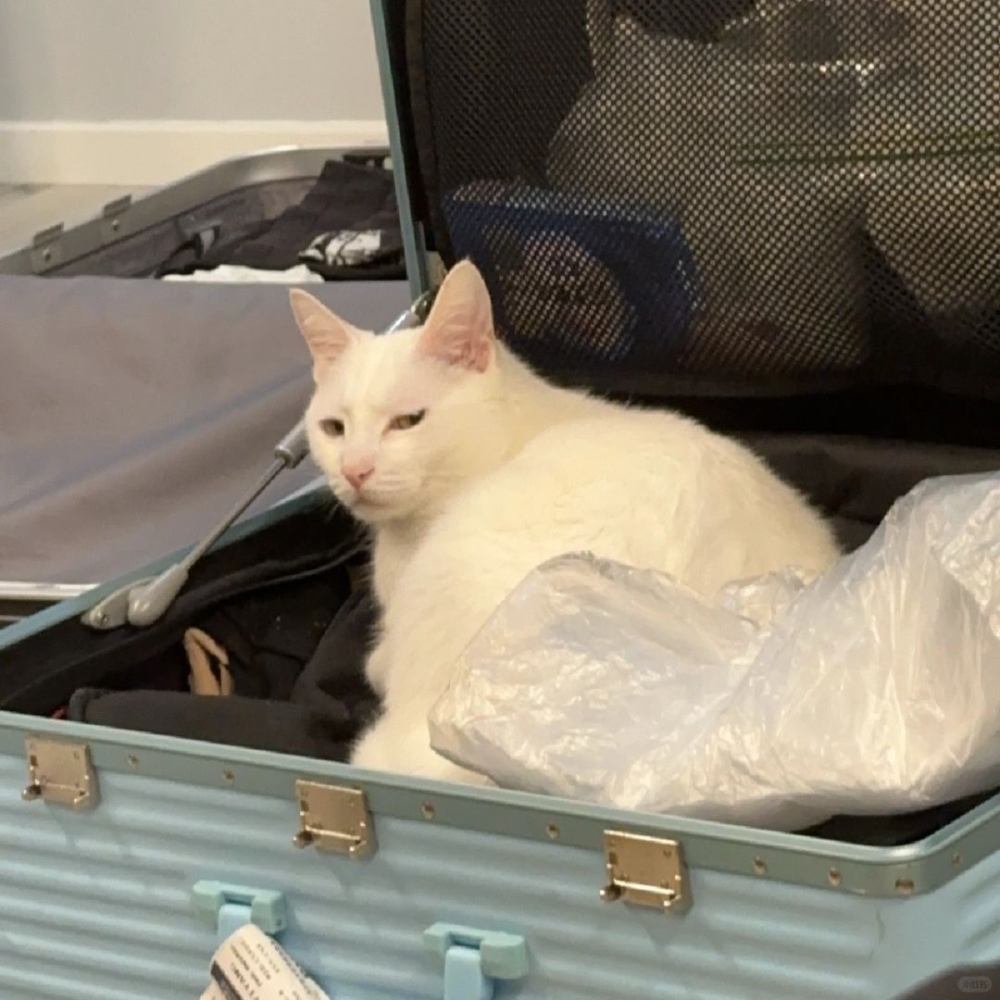 奴才：幾天就回來了