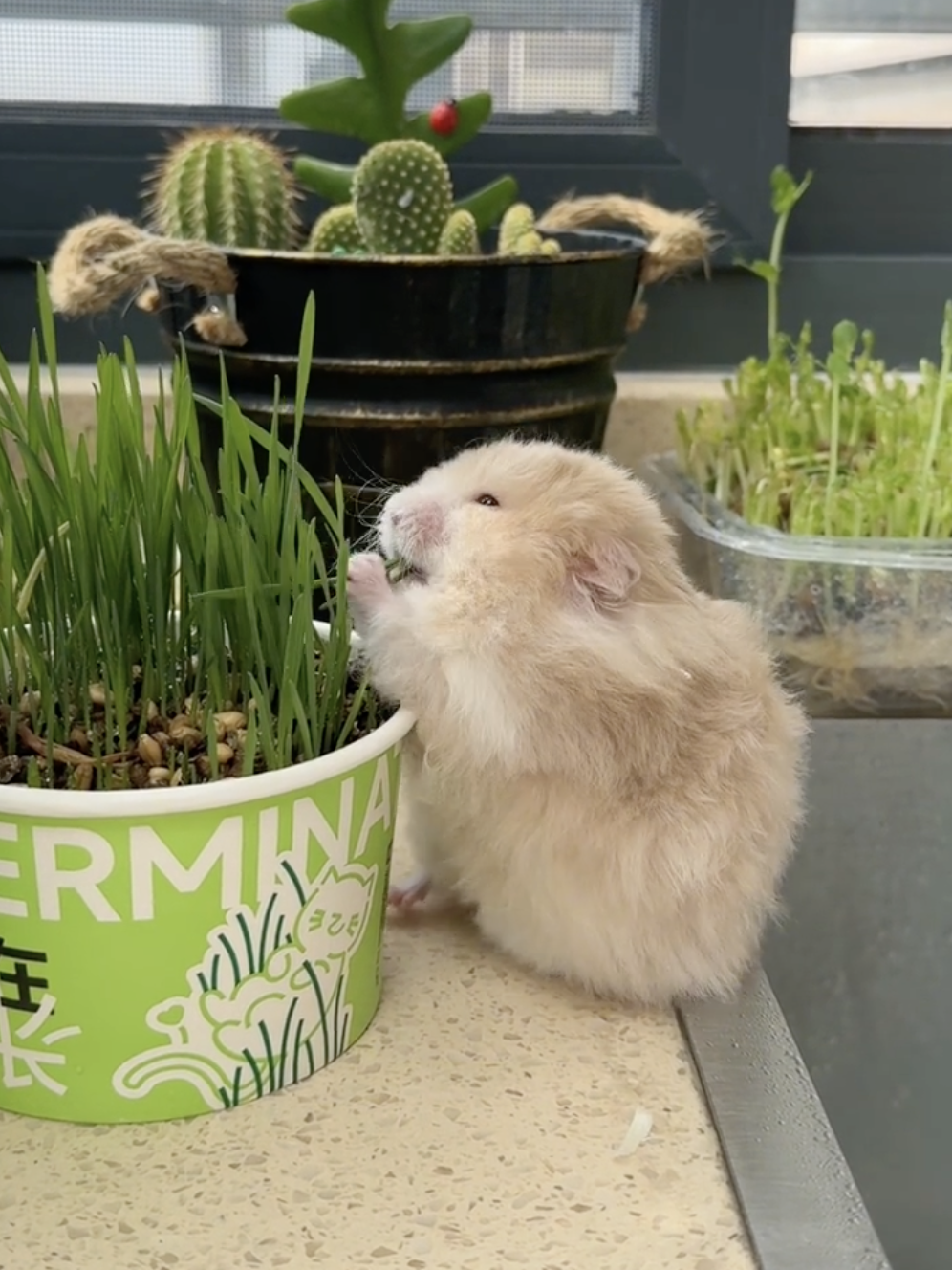 奴才：真會說話