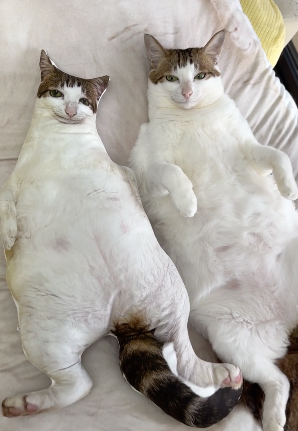 奴才：在說你自己喔？