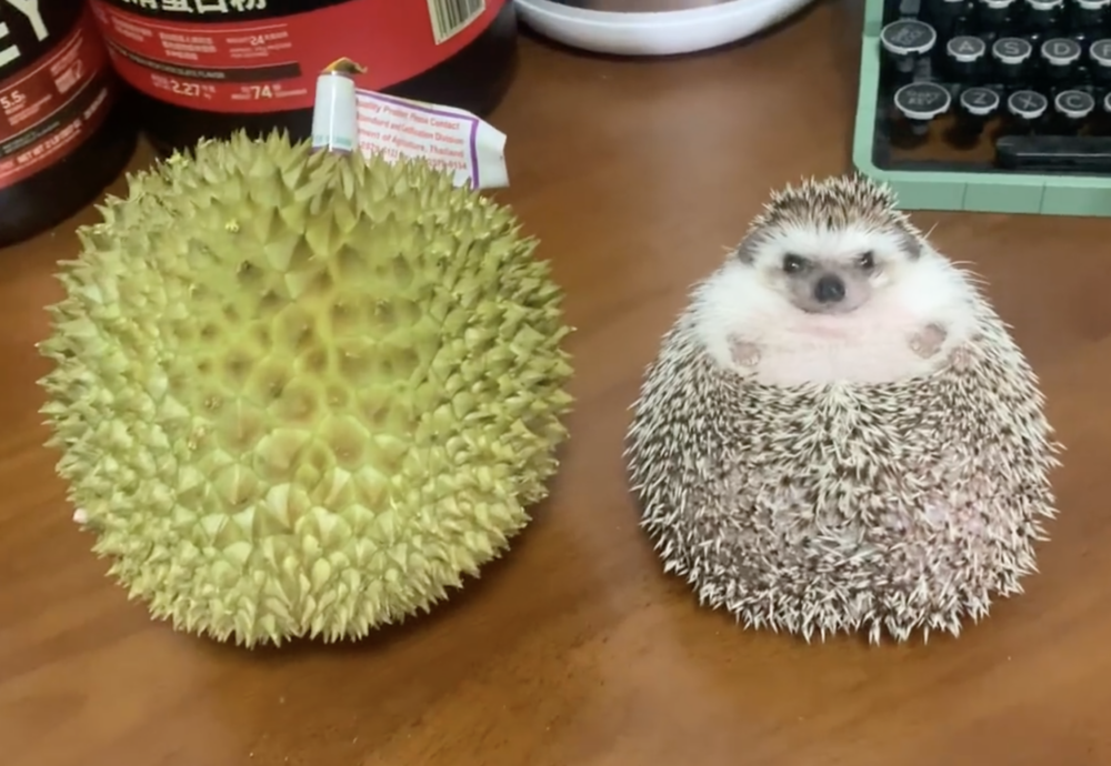 奴才：榴蓮也很香囉