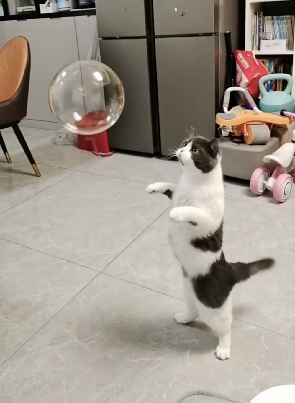 奴才:你猜一猜呀