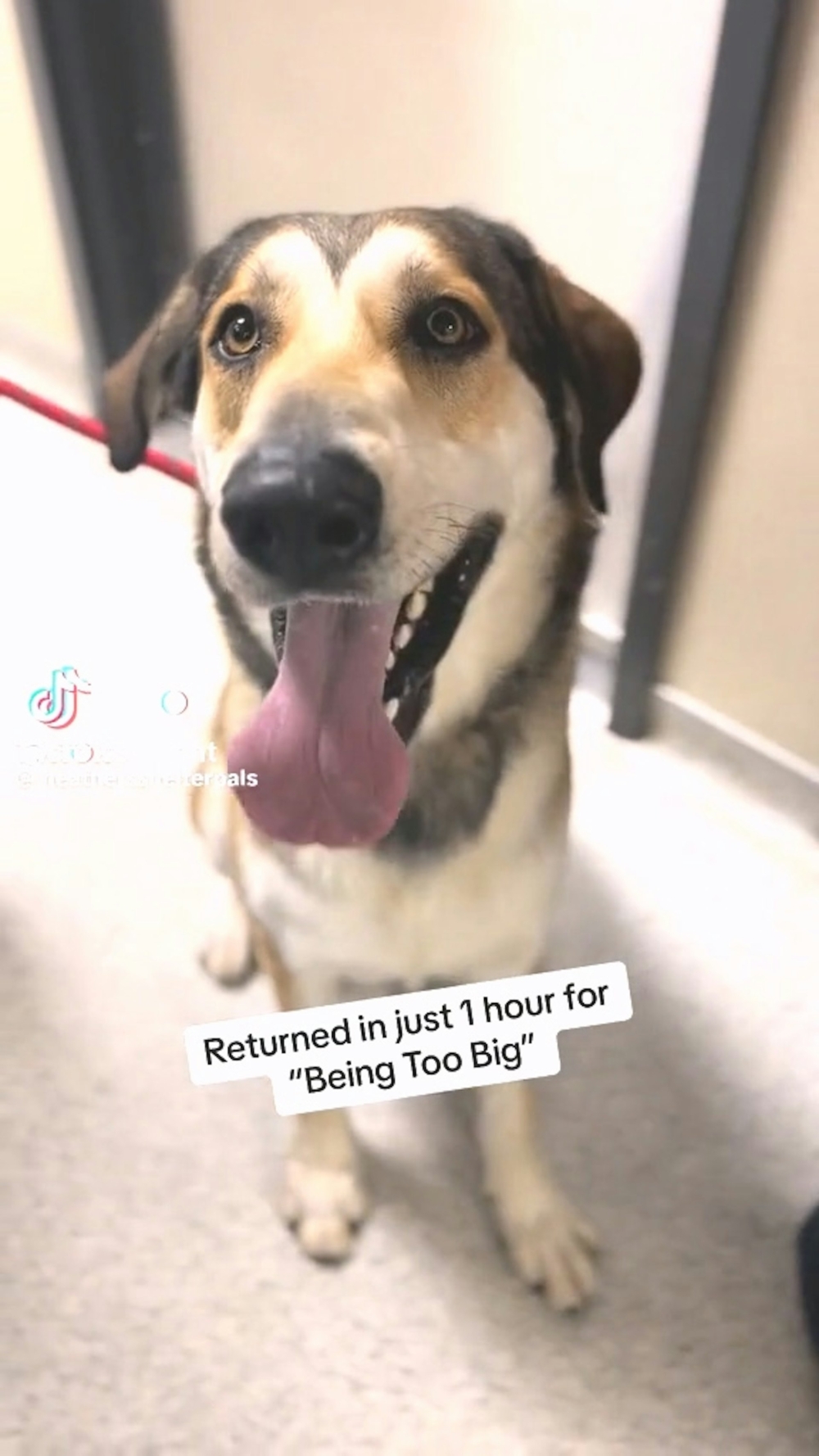 S'mores不知道自己被拋棄，還在傻笑。