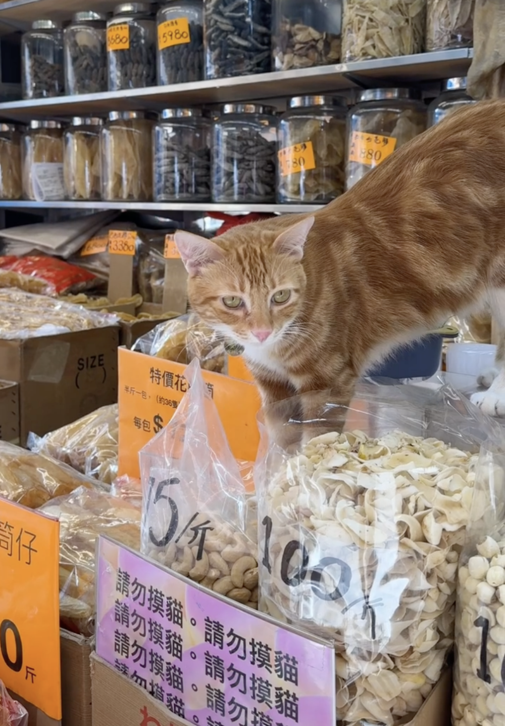 客人：你來介紹介紹吧