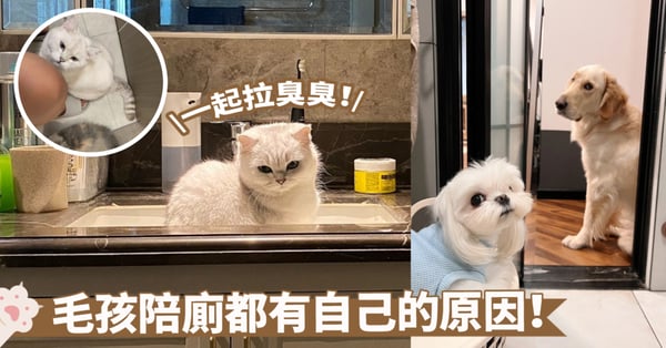 貓狗喜歡跟著上廁所？背後原因讓人意想不到！兩者目的皆不相同喔～