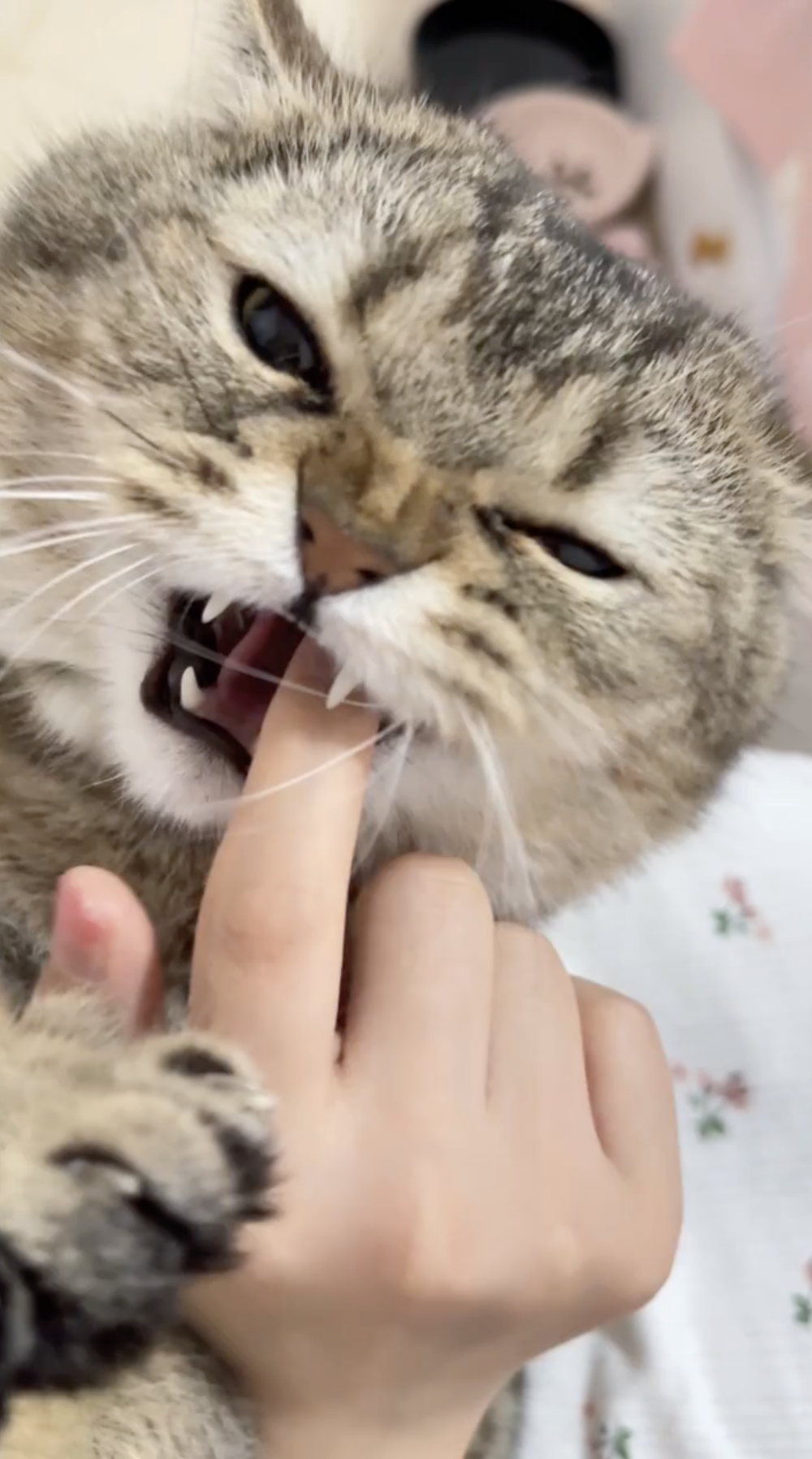 奴才：那麼傲嬌的嗎