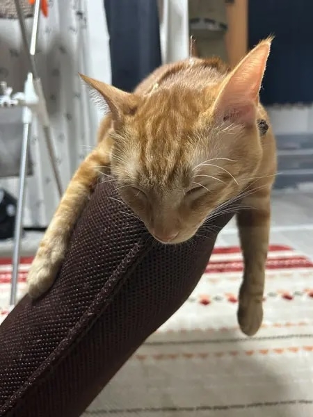 奴才：我怕你掉下來啦