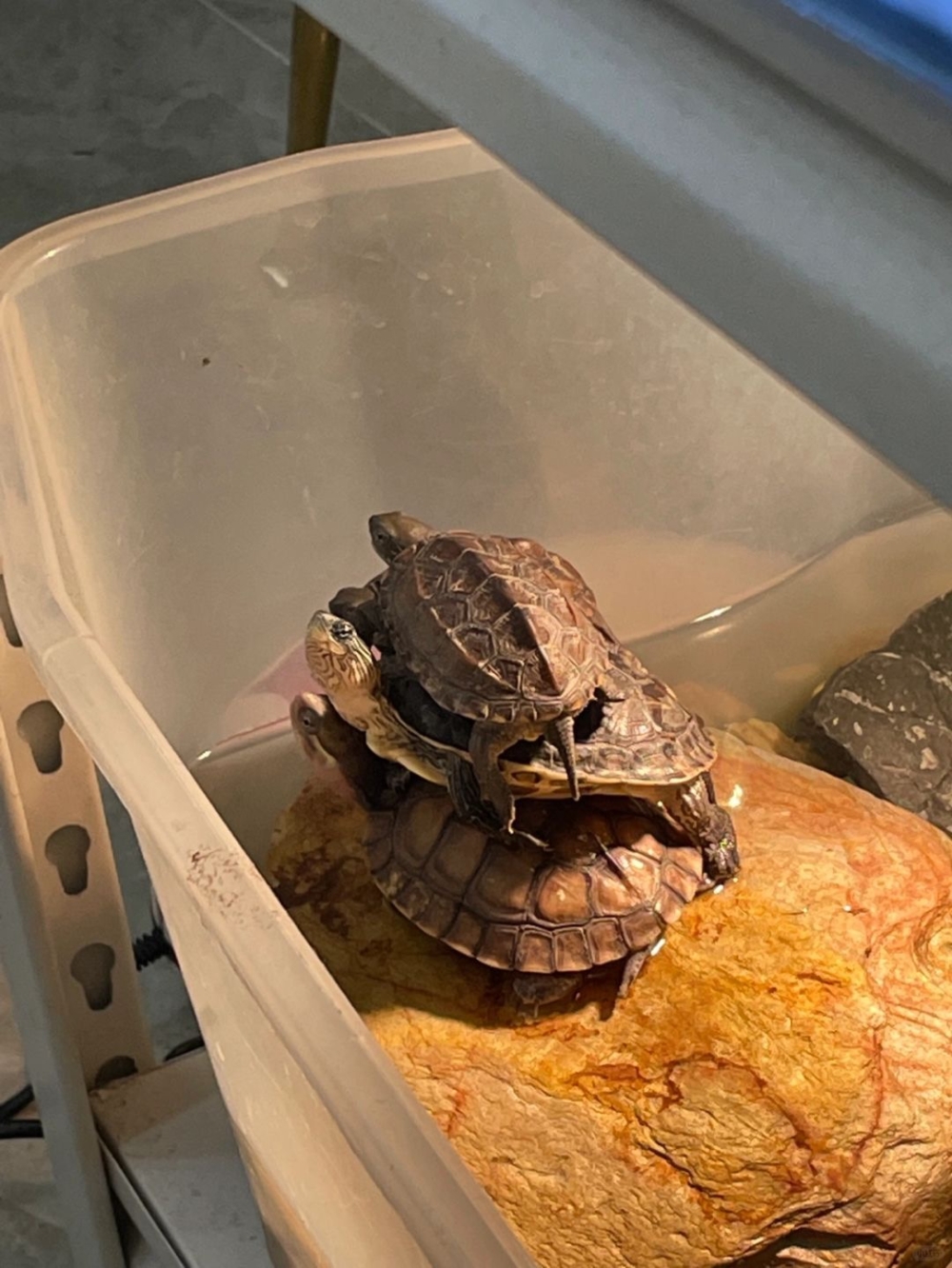 奴才：確實，你們最不缺的就是耐心了