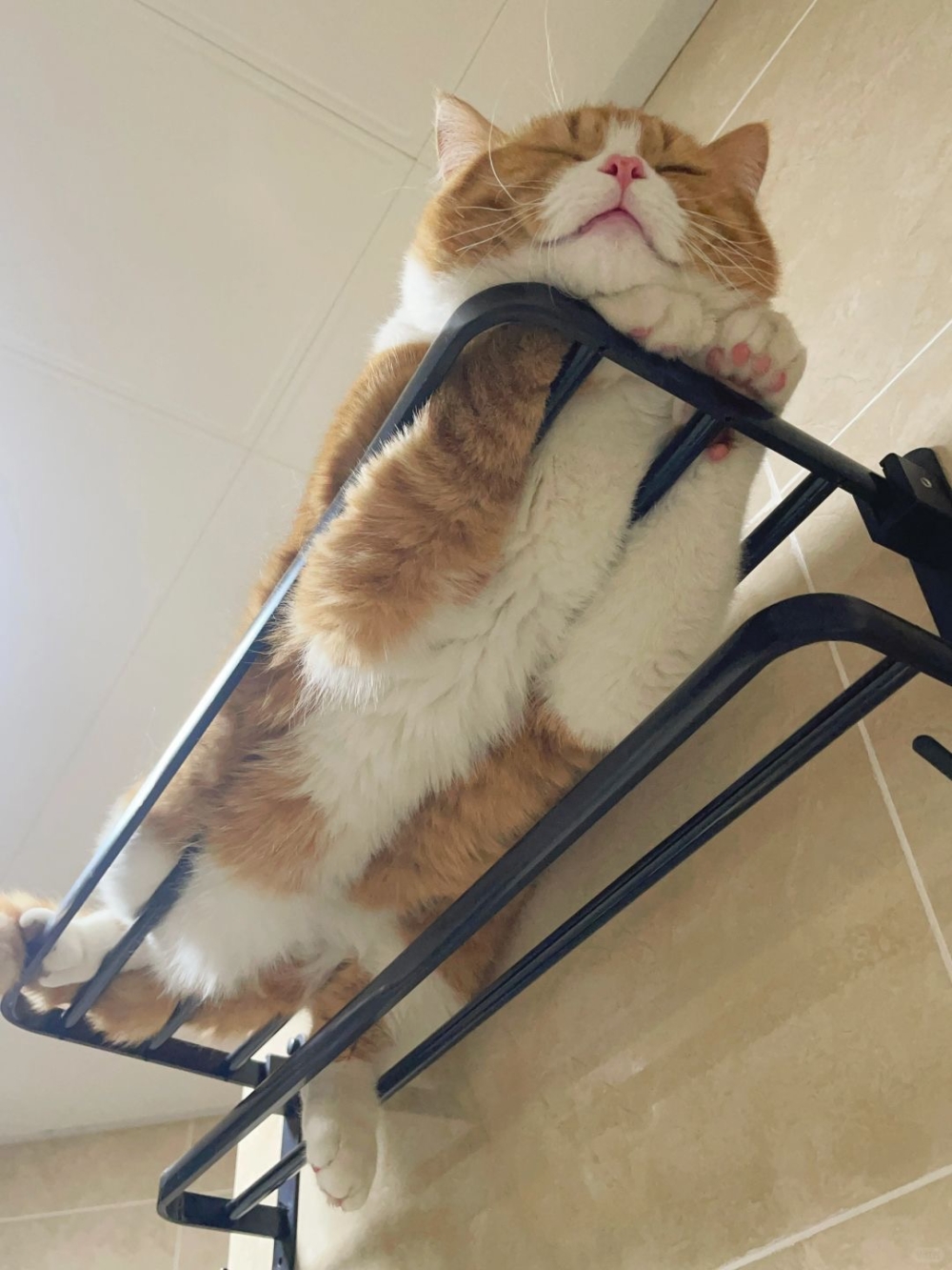 奴才：睏了就回窩裡睡吧