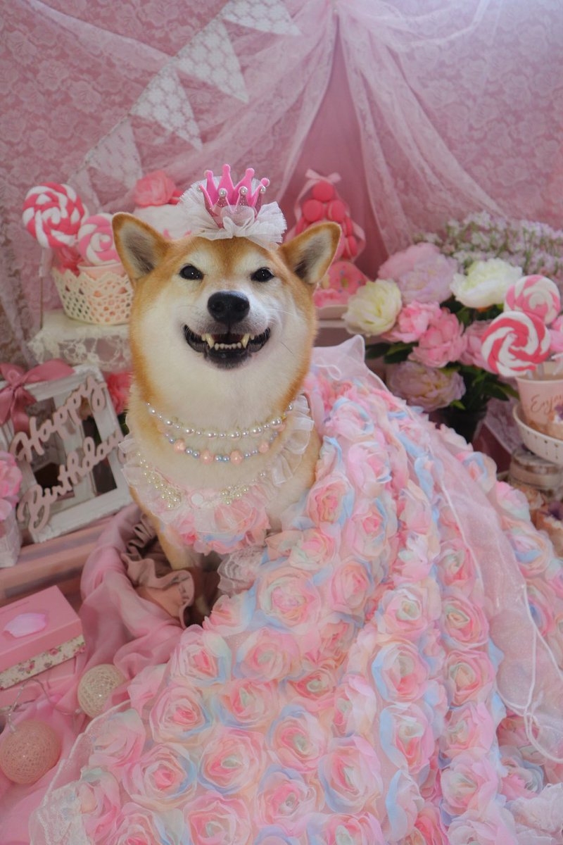 奴才：效率超高的啦