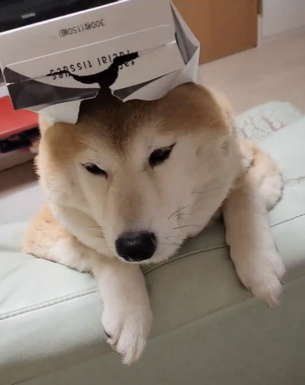 奴才：那當然啦