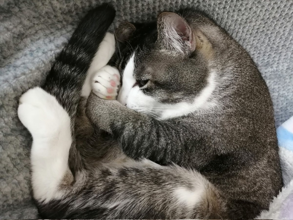 奴才：我很好奇欸