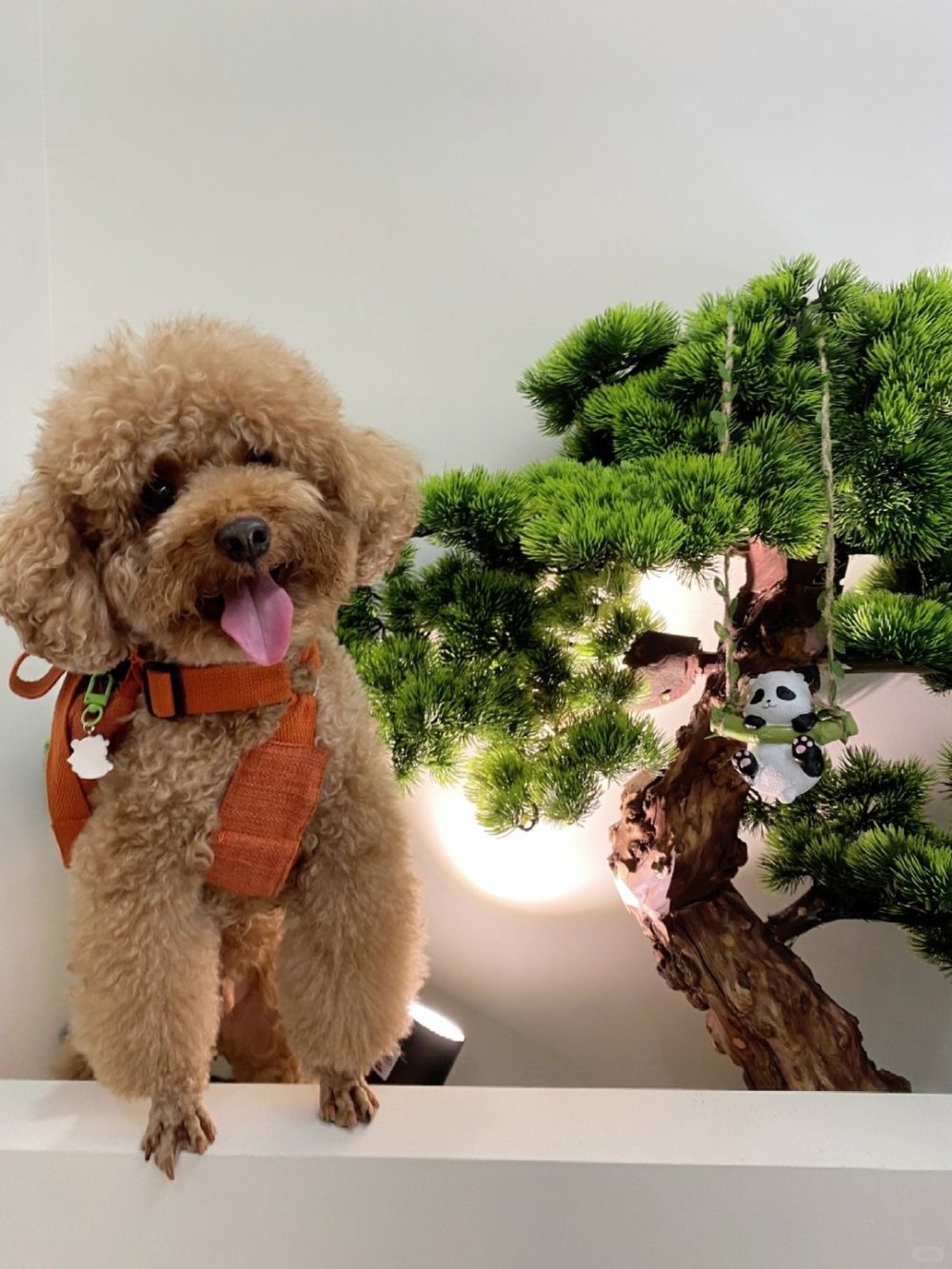 萌寵新選擇！養狗新手必看：10種最適合的狗狗品種有哪些～